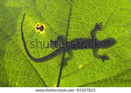 Silhouette of a gecko lizard on a green tropical leaf viewed from underneath in the sunshine.