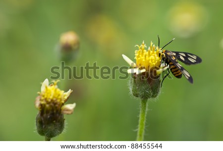 Macro of a tiger moth resting on flower