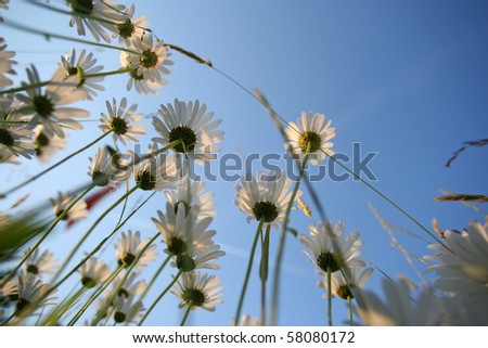 Summer field carpeted with wild daisy\'s photographed from below.