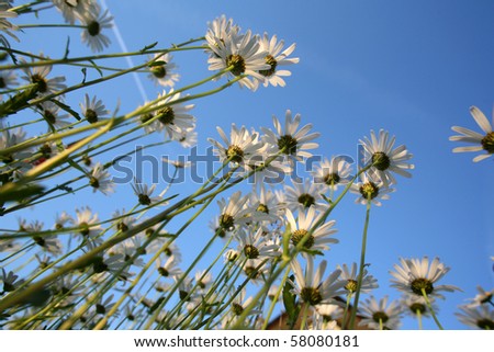 Summer field carpeted with wild daisy's photographed from below.