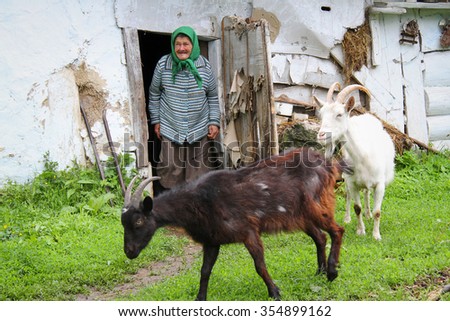 FARMSTEAD, UKRAINE - MAY 27: elderly woman standing in the barn door and looks at goats on May 27, 2013 in farmstead, Ukraine