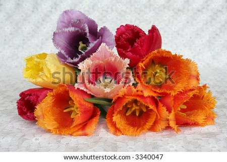 Colorful rare tulips on white fabric