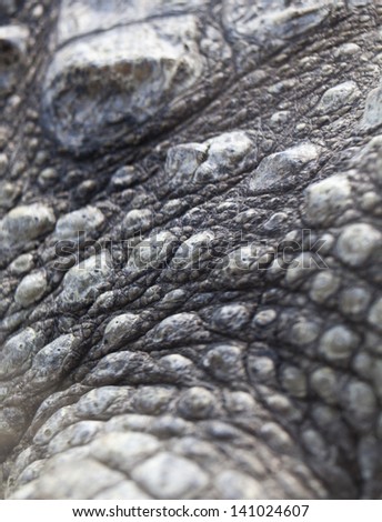 Crocodile skin close-up
