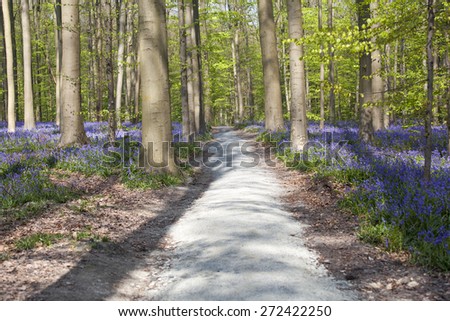 A path in a Bluebell forest, Tranendal (teardrop valley), Hallerbos, Belgium