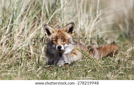 Red fox laying in the dunes, Amsterdamse waterleiding duinen, the Netherlands