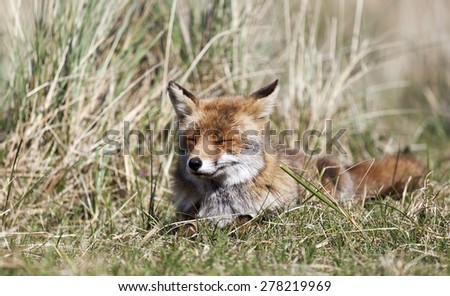 Red fox laying in the dunes, Amsterdamse waterleiding duinen, the Netherlands