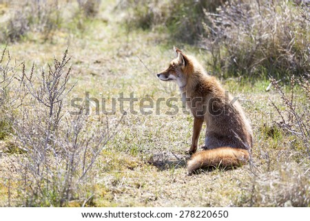 Red fox sitting in the dunes, Amsterdamse waterleiding duinen, the Netherlands