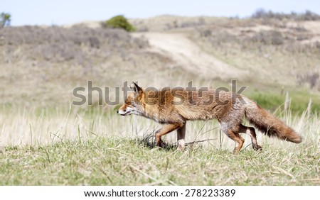 Walking red fox in the dunes, Amsterdamse waterleiding duinen, the Netherlands