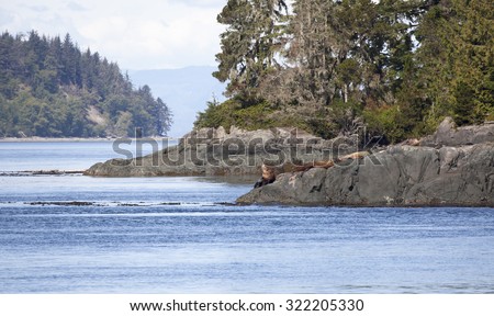 Stellar sea-lions on a rocky island in Johnstone strait, Vancouver Island, British Columbia, Canada