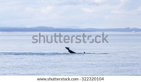 Orca tale above the water of Johnstone strait, Vancouver Island, British Columbia, Canada