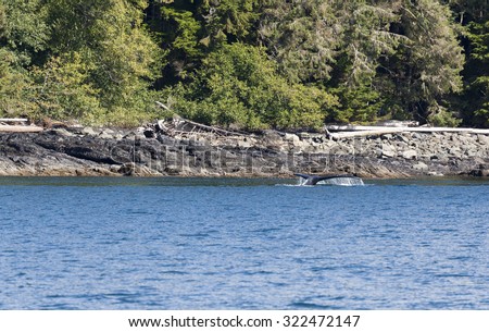 Humpback whale tail in the Johnstone strait near the coastline of a Island, Vancouver Island, British Columbia, Canada