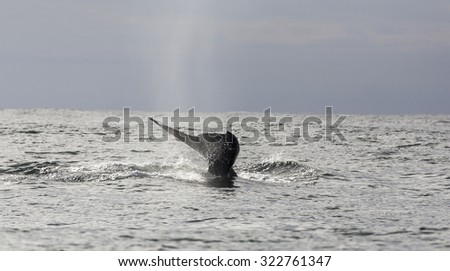 Tail fin of a gray whale in Pacific Ocean, Canada