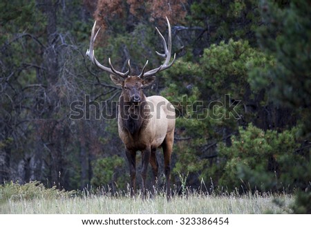 Wild Antlered bull elk during rutting season, Banff National Park Alberta Canada