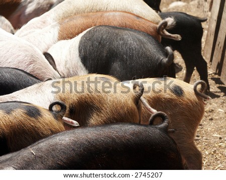 Pigs showing the tails