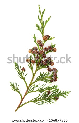 Cedar cypress leaf branch with pine cones over white background.
