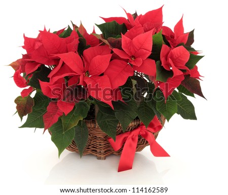 Poinsettia flower arrangement in a wicker basket with red bow over white background.
