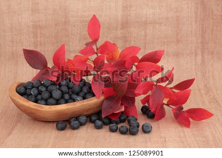 Blueberry fruit still life in a rustic olive wood bowl with red leaf sprigs over papyrus background.
