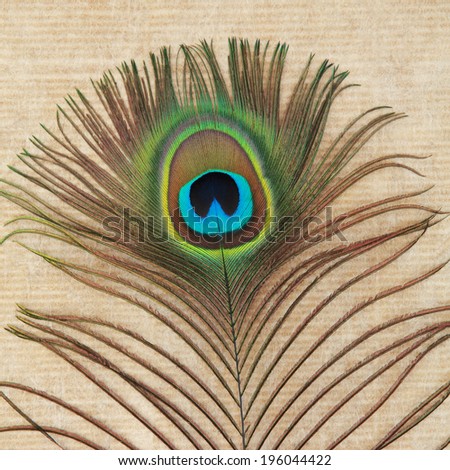 Peacock feather abstract over brown paper grunge background.