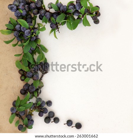 Blackthorn border with sloe berries on hemp paper background. Prunus spinosa.
