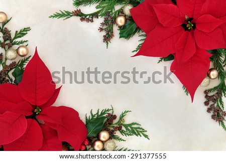 Christmas and thanksgiving poinsettia flower background border on parchment paper.