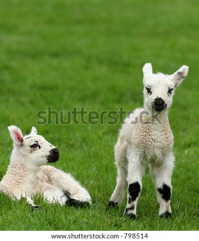 Two black and white spotted new born lambs in a field.