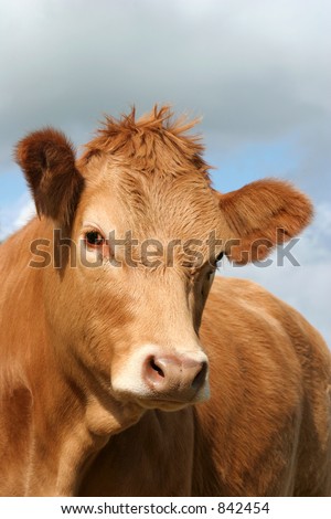 The face and upper body of a cow.