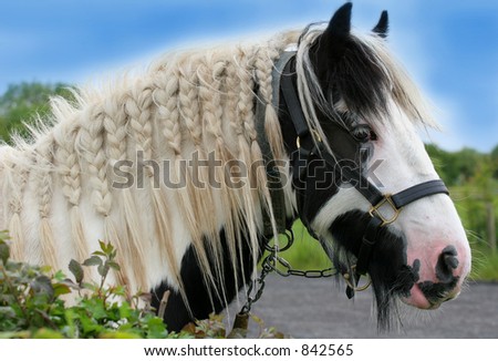 The head of a black and white gypsy cob horse with bridle and with its mane plaited.