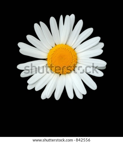 The flowerhead of a daisy isolated on a black background.