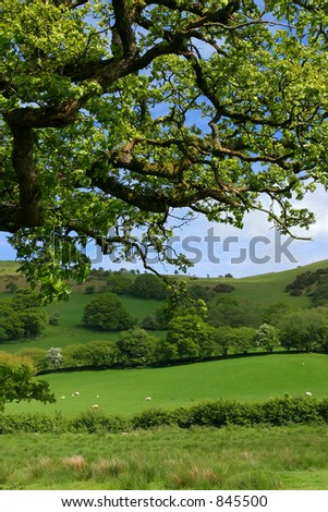 The overhead branches of an oak tree in springtime, with sheep, meadows, trees and flowering hawthorns beyond.