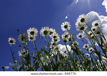 A group of ox eye daisies taken from below, set against a blue sky with the suns rays shining down on the daisies.