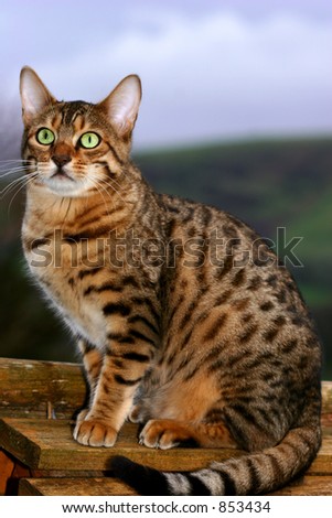 A special breed Bengal kitten sitting on top of a bird box.