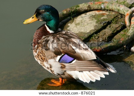 Mallard Duck Standing