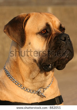 bull massive dog. ull massive dog. stock photo