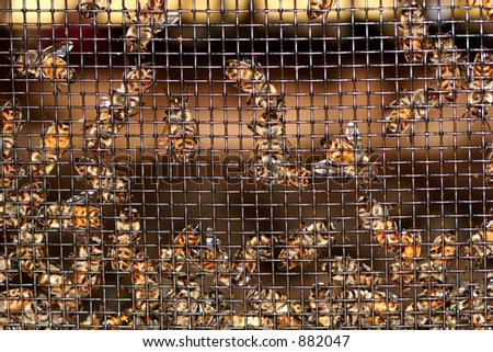 A large number of honey  bees behind a mesh screen.