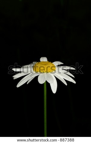 An ox eye daisy flower set against a black background.