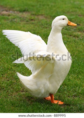 An Aylesbury duck standing on the grass and flapping its wings.