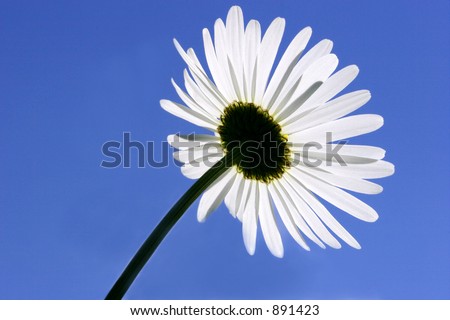 A rear view of the petals of aa ox eye daisy flower on a clear blue sky blue day.