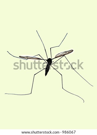 Daddy long legs in silhouette shot against glass..