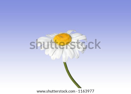 White  ox eye daisy flower set against a blue and white background.
