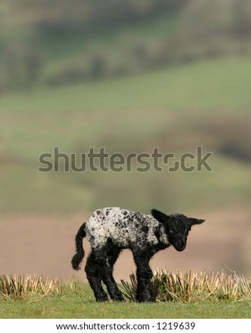 New born  black and white speckled lamb standing alone in a field in spring.