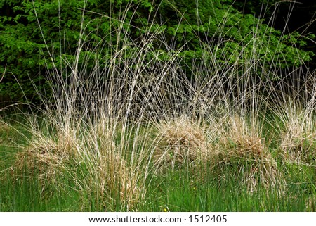 Clumps of dried long grasses amongst shoots of new grass.