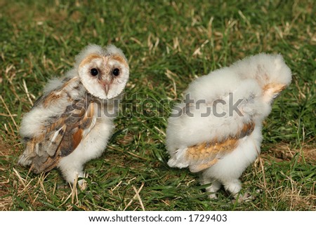 Pair of baby barn owls walking on the grass.