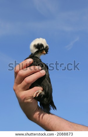 Man holding a rare breed White Crested Polish chick with black and white feathers, set against a blue sky.