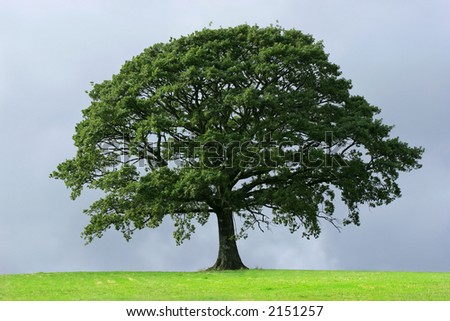 Full Tree