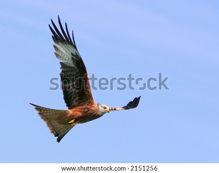 red kite eagle