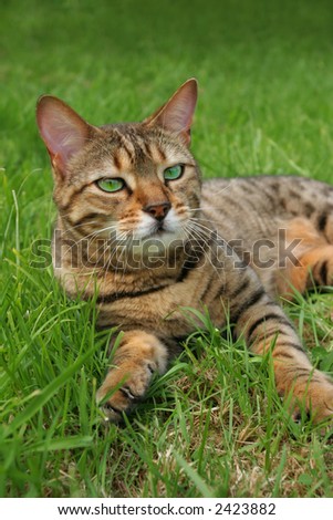 Bengali special breed cat relaxing in the grass.