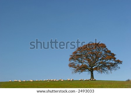 Oak tree in fall in a field with a herd of sheep against on clear blue sky.
