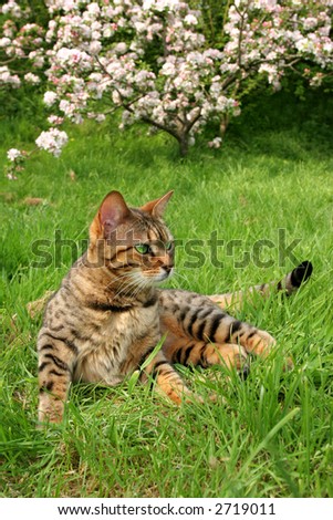 Bengali special breed cat sitting on the grass with apple blossom out of focus to the rear.