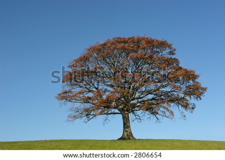 Oak tree in Autumn in a field, set against on clear blue sky.
