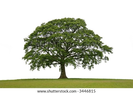 oak tree clipart. stock photo : Oak tree with